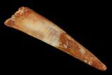Fossil Pterosaur (Siroccopteryx) Tooth - Morocco #140691-1